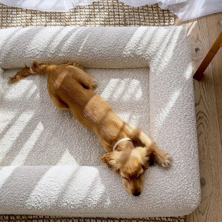 Ivory - Vet Approved Orthopaedic Memory Foam Dog Bed - Extra Large - For Dogs Of All Ages & Breeds - Joint Support, No-Sag Guarantee