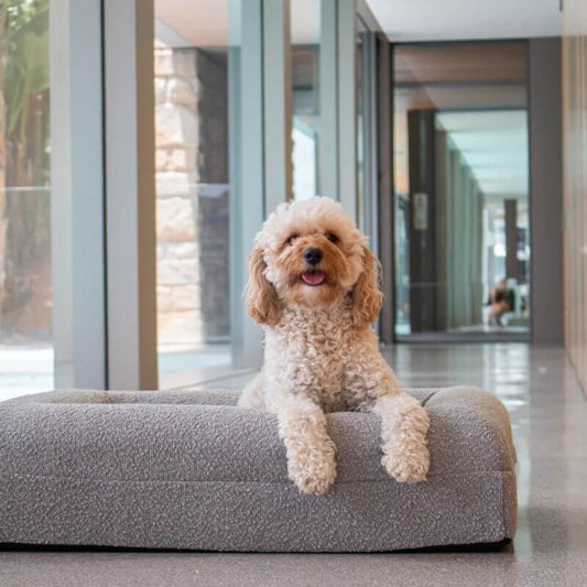 Firm Memory Foam Dog Bed In Grey Boucle Fabric - Medium